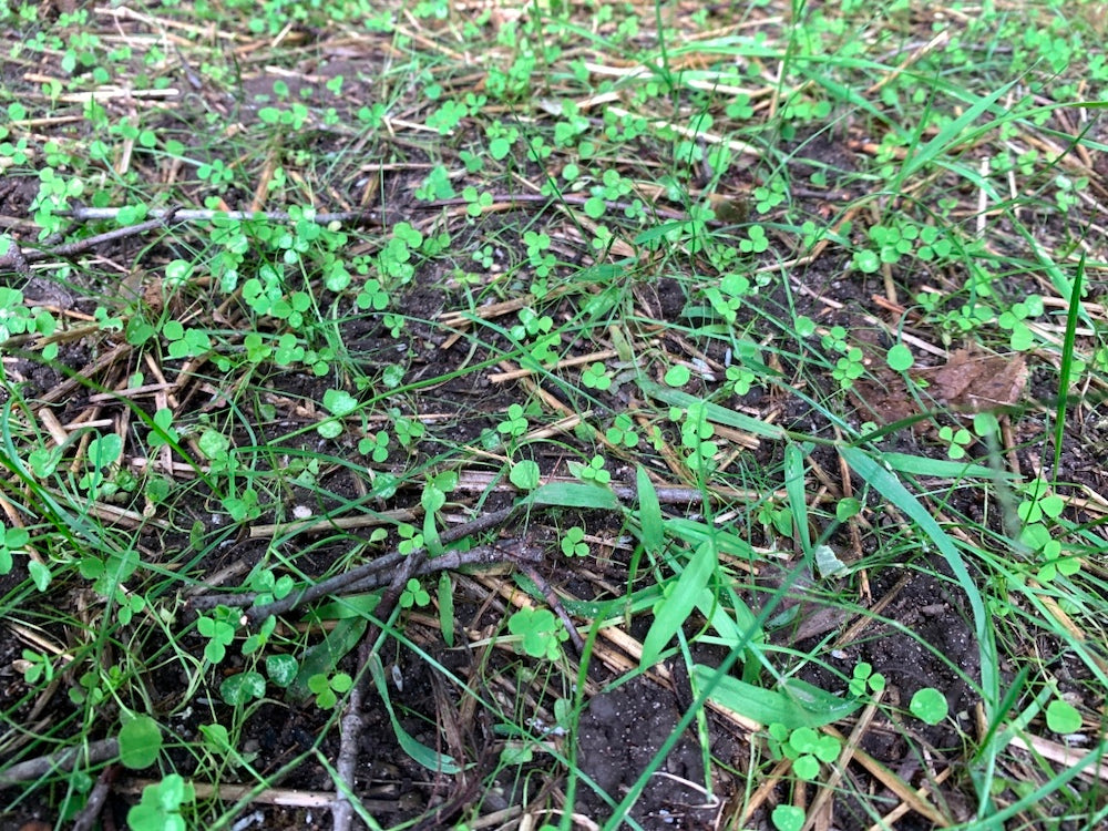 Flawn Seed Kits Micro Clover seed pouches for seeds and seed tape, ideal for 100 sq ft of lawn or garden patch.