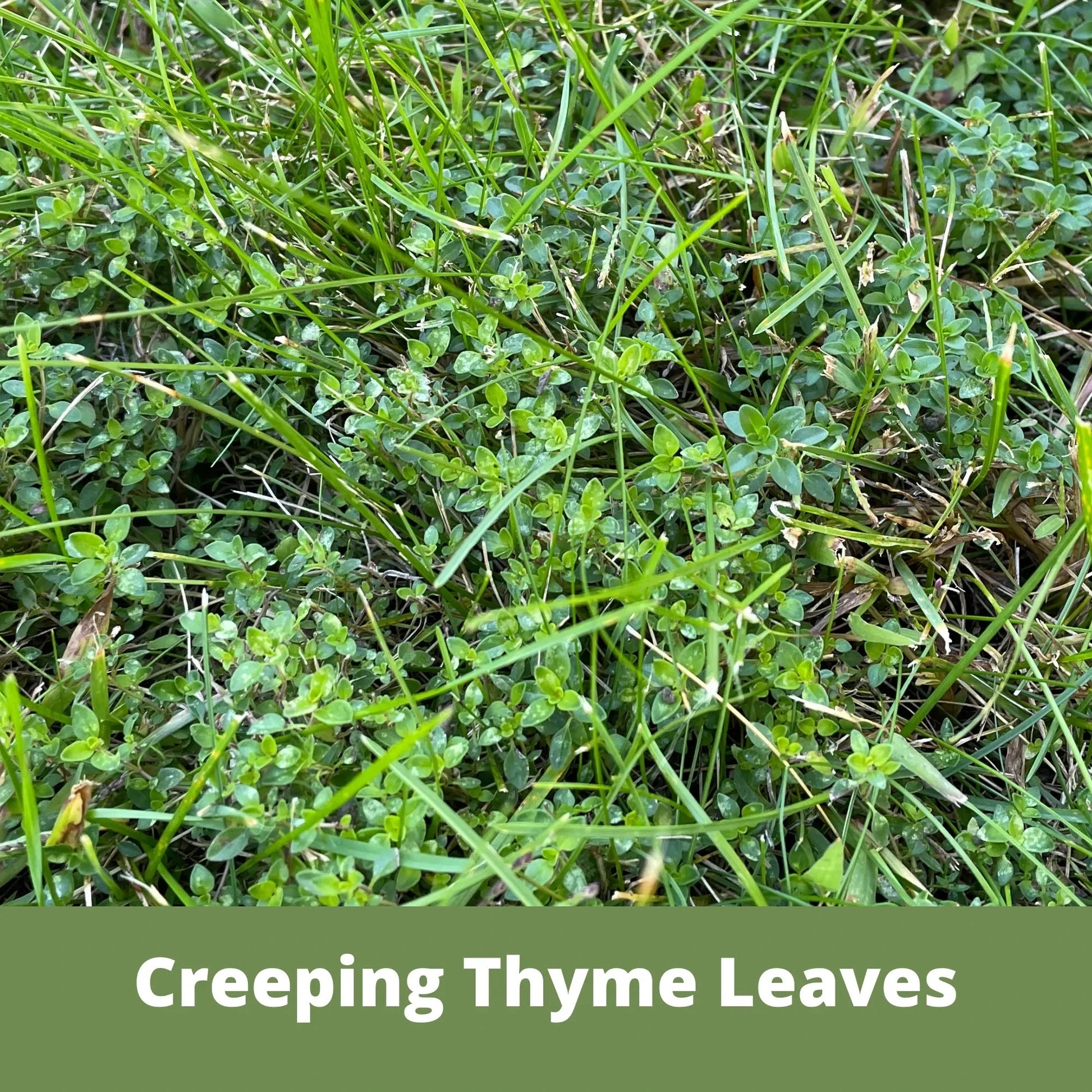 Creeping thyme seed pouch from Flawn Seed Kits, containing approximately 1,000 seeds in seed tape for easy planting and garden growth.
