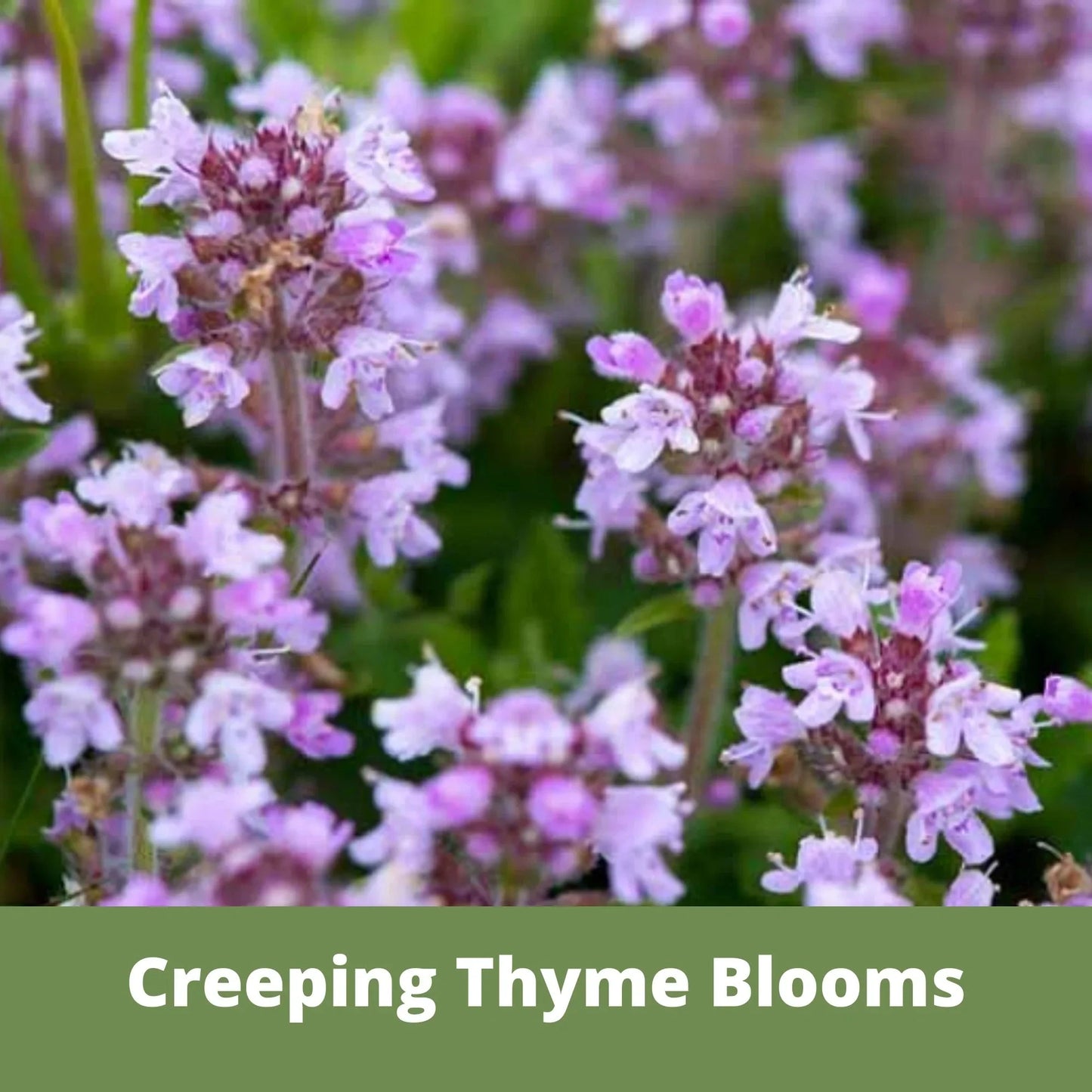 Creeping thyme seeds in Flawn Seed Kits seed tape pouch, ideal for planting ground cover or herbal garden use.