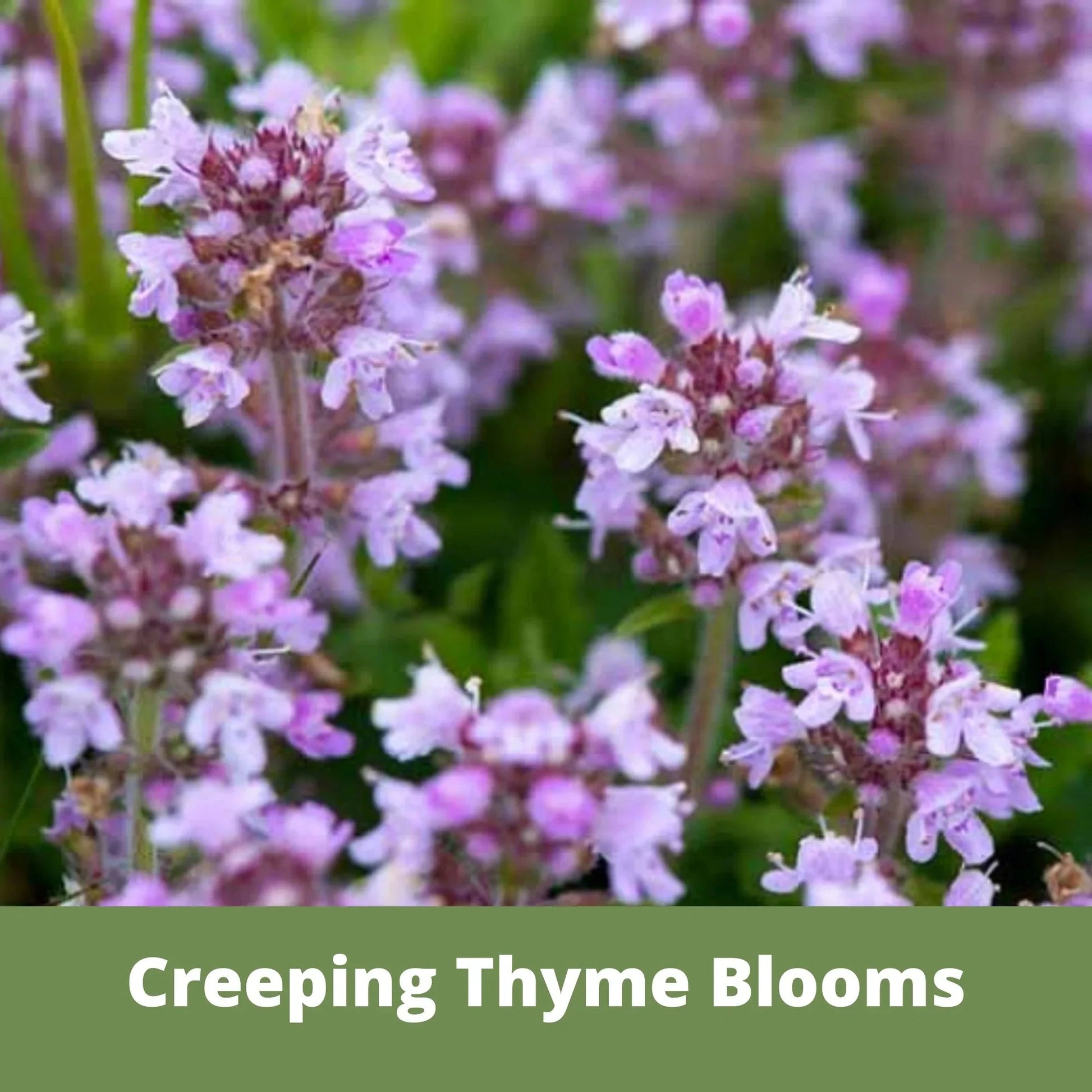 Creeping thyme seeds in Flawn Seed Kits seed tape pouch, ideal for planting ground cover or herbal garden use.