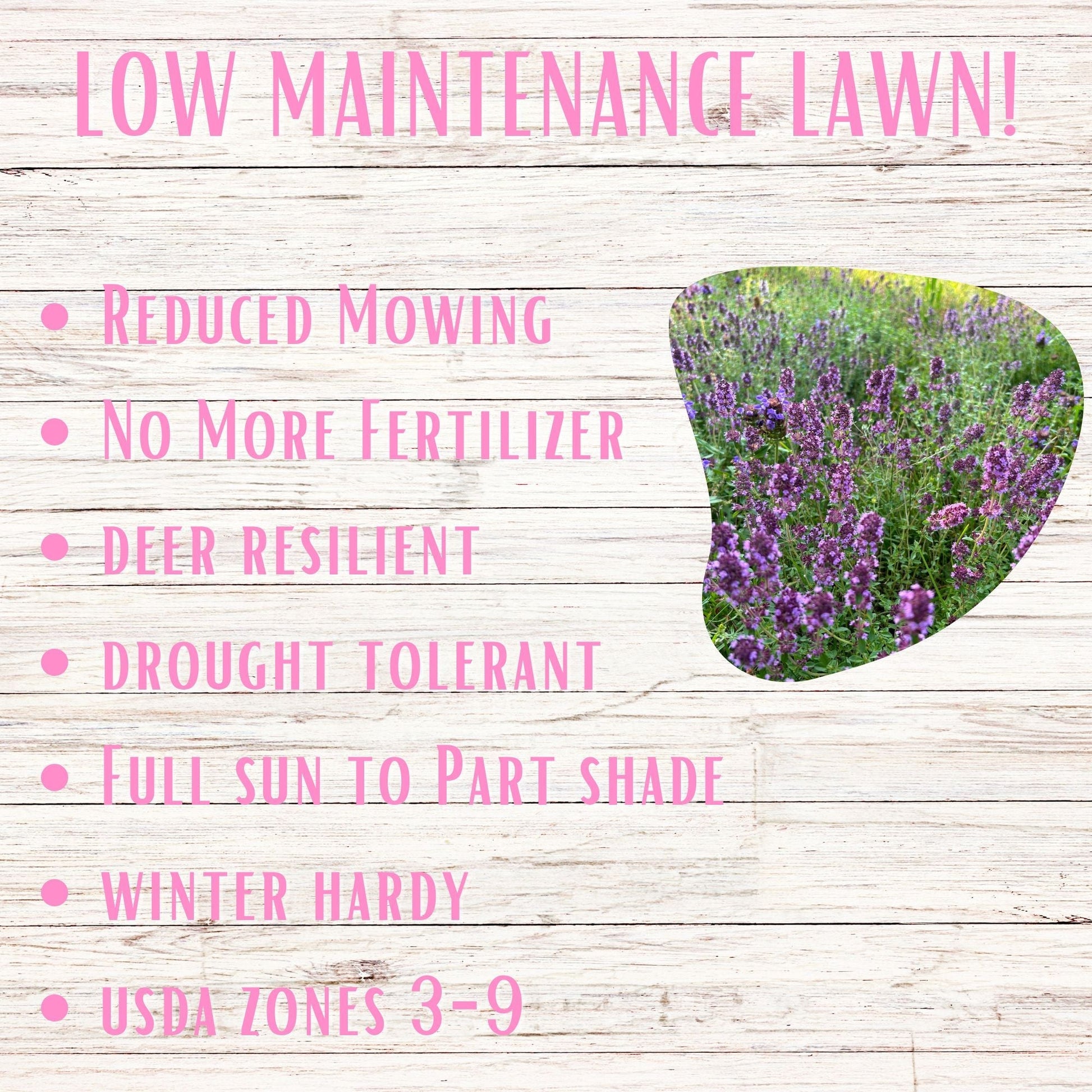 Creeping thyme seed pouch from Flawn Seed Kits, 1000 seeds of creeping thyme in seed tape for gardening and ground cover.