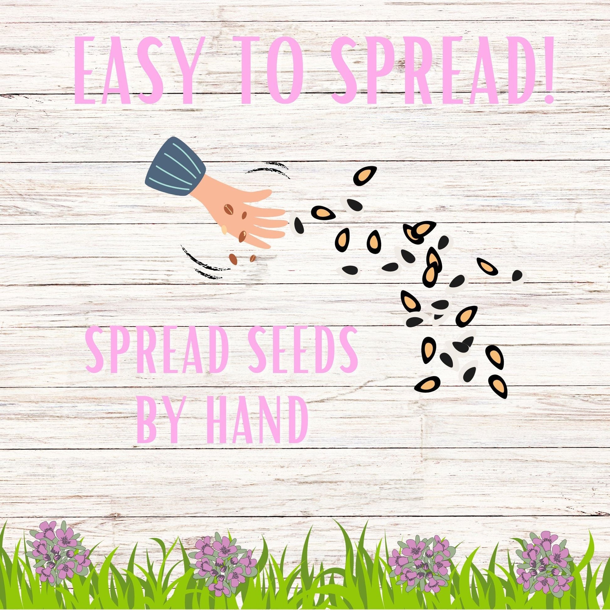 Creeping thyme seeds pouch from Flawn Seed Kits, includes approximately 1000 seeds in seed tape for easy planting.