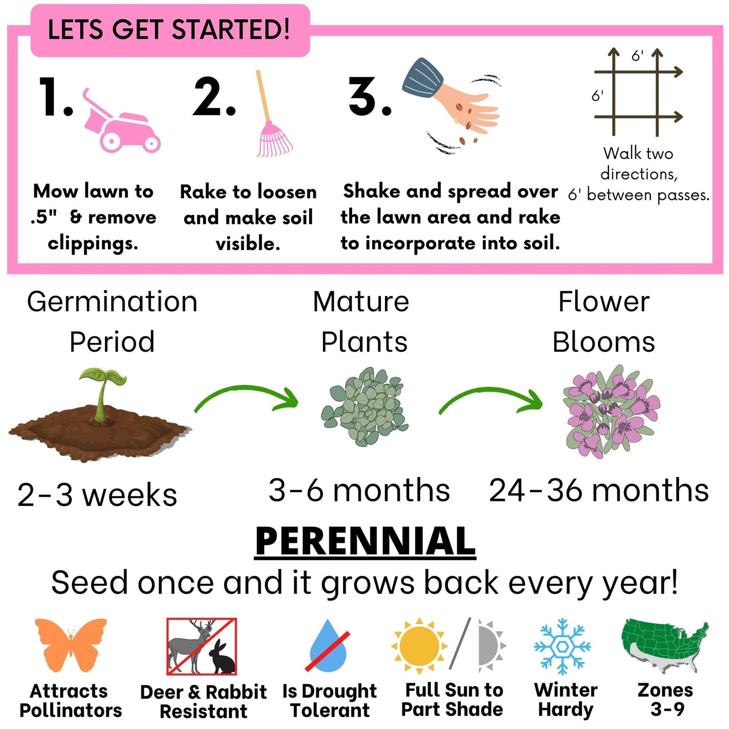 Creeping Thyme Seed Pouch - Blessings Grow Meadows