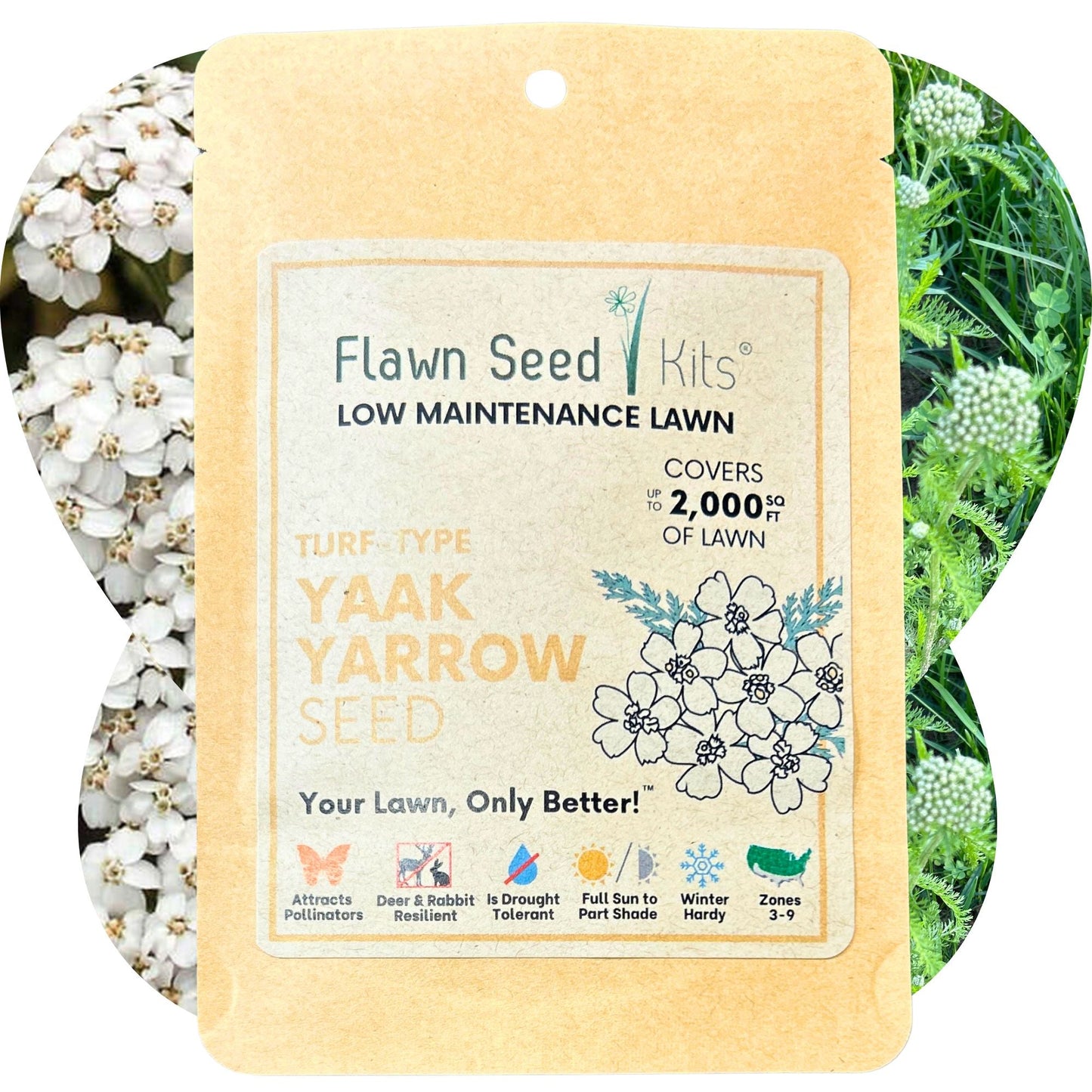 Yaak Yarrow 'Turf-Type' Seed - Blessings Grow Meadows