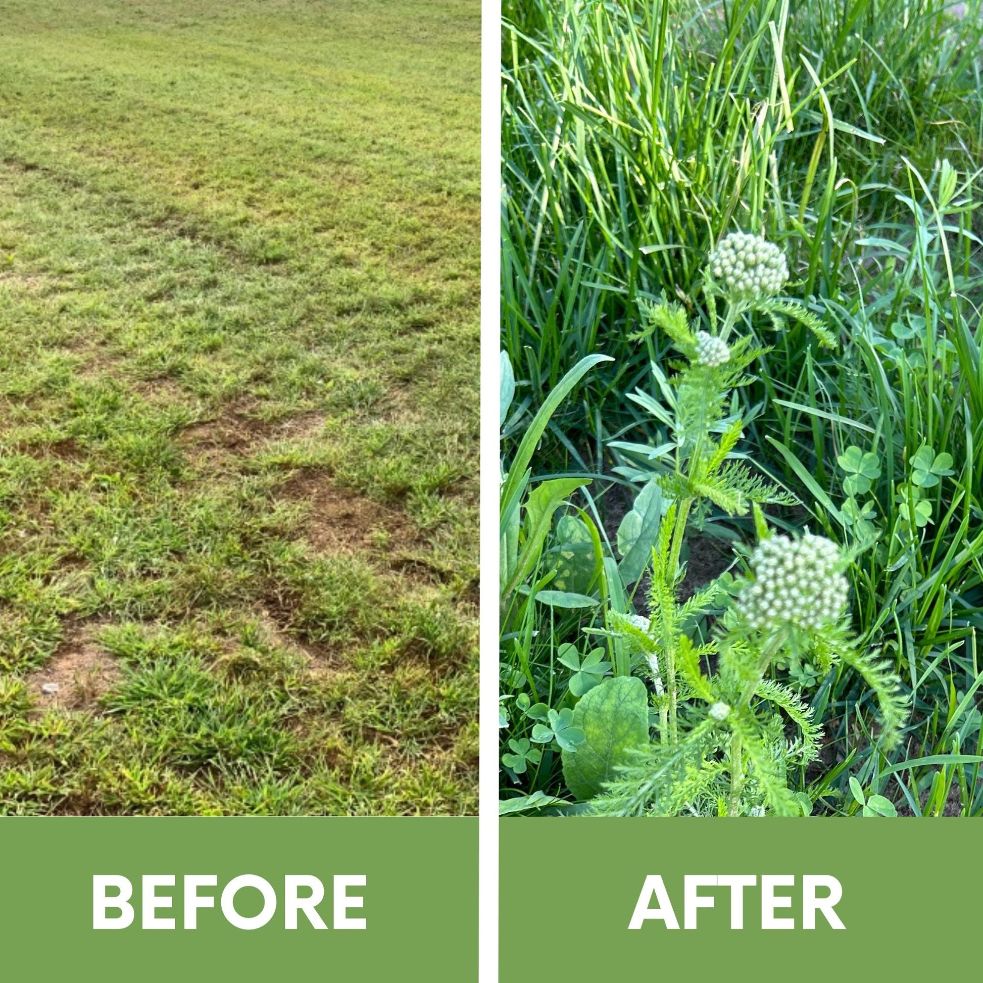 Yaak Yarrow 'Turf-Type' Seed - Blessings Grow Meadows