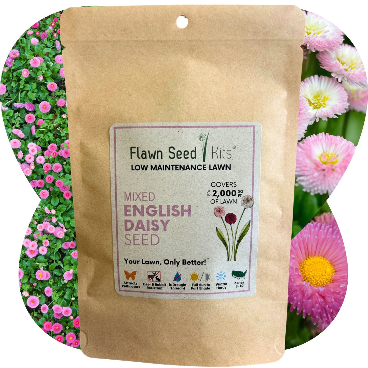 English Daisy 'Mixed' Seed Pouch - Blessings Grow Meadows
