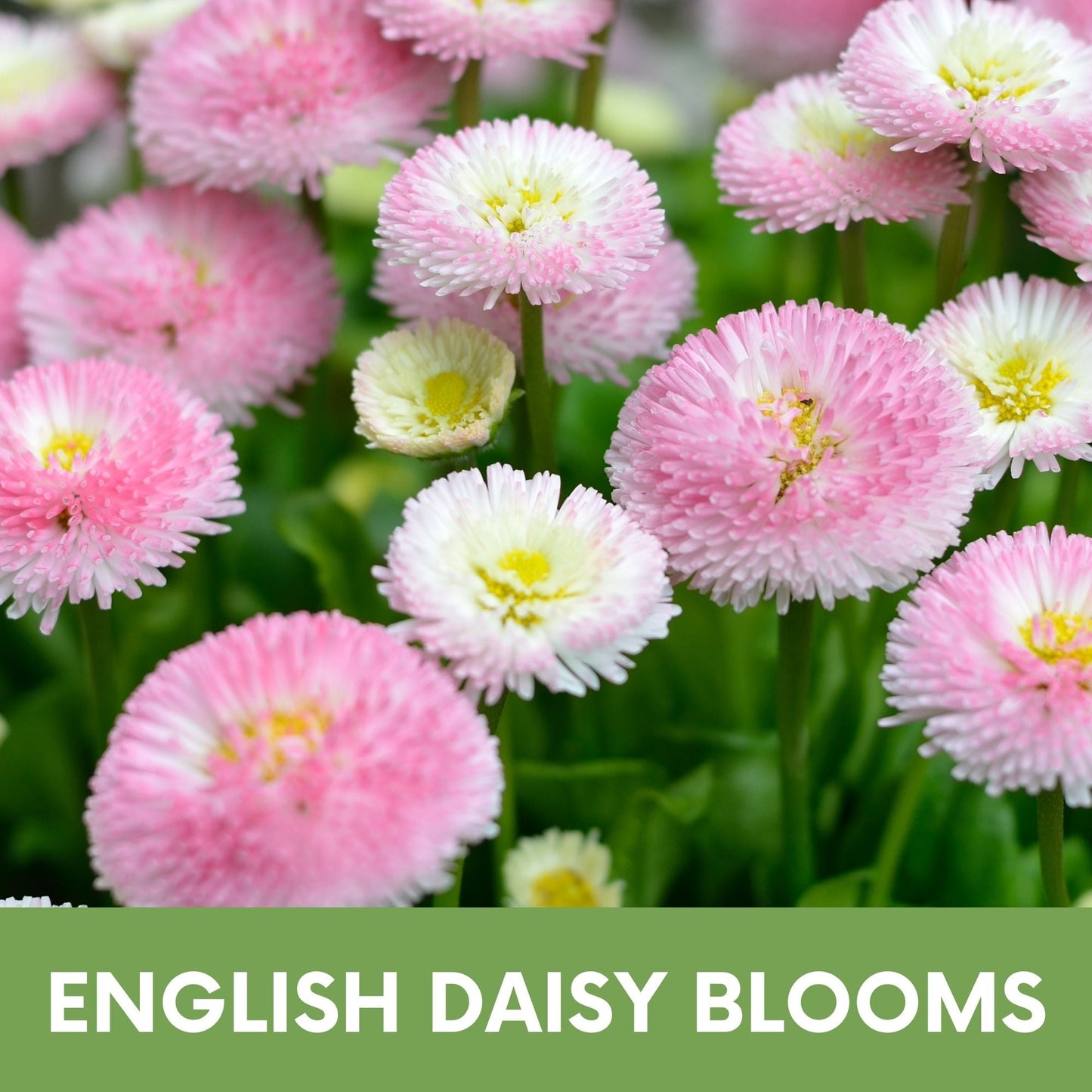 English Daisy 'Mixed' Seed Pouch - Blessings Grow Meadows