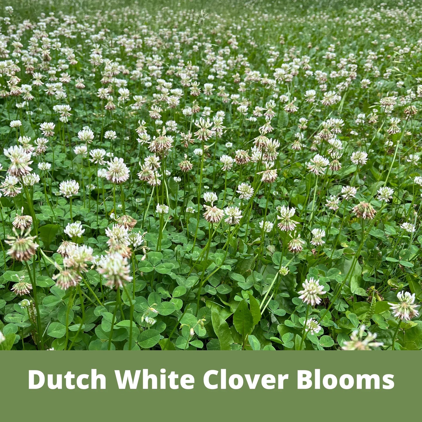 Dutch White Clover Seed Pouch - Blessings Grow Meadows