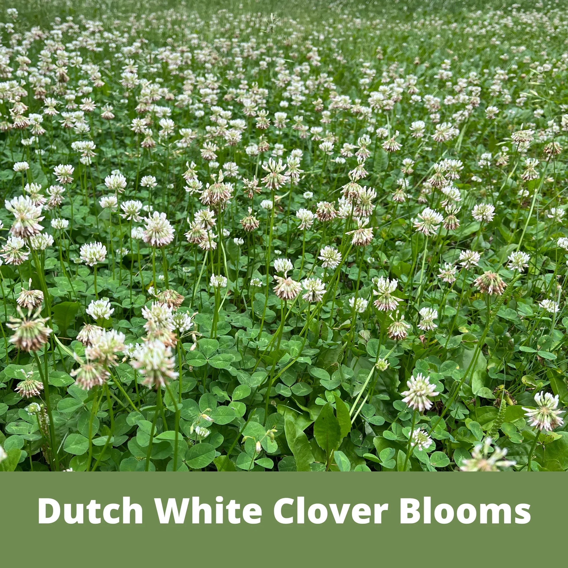 Dutch White Clover Seed Pouch - Blessings Grow Meadows