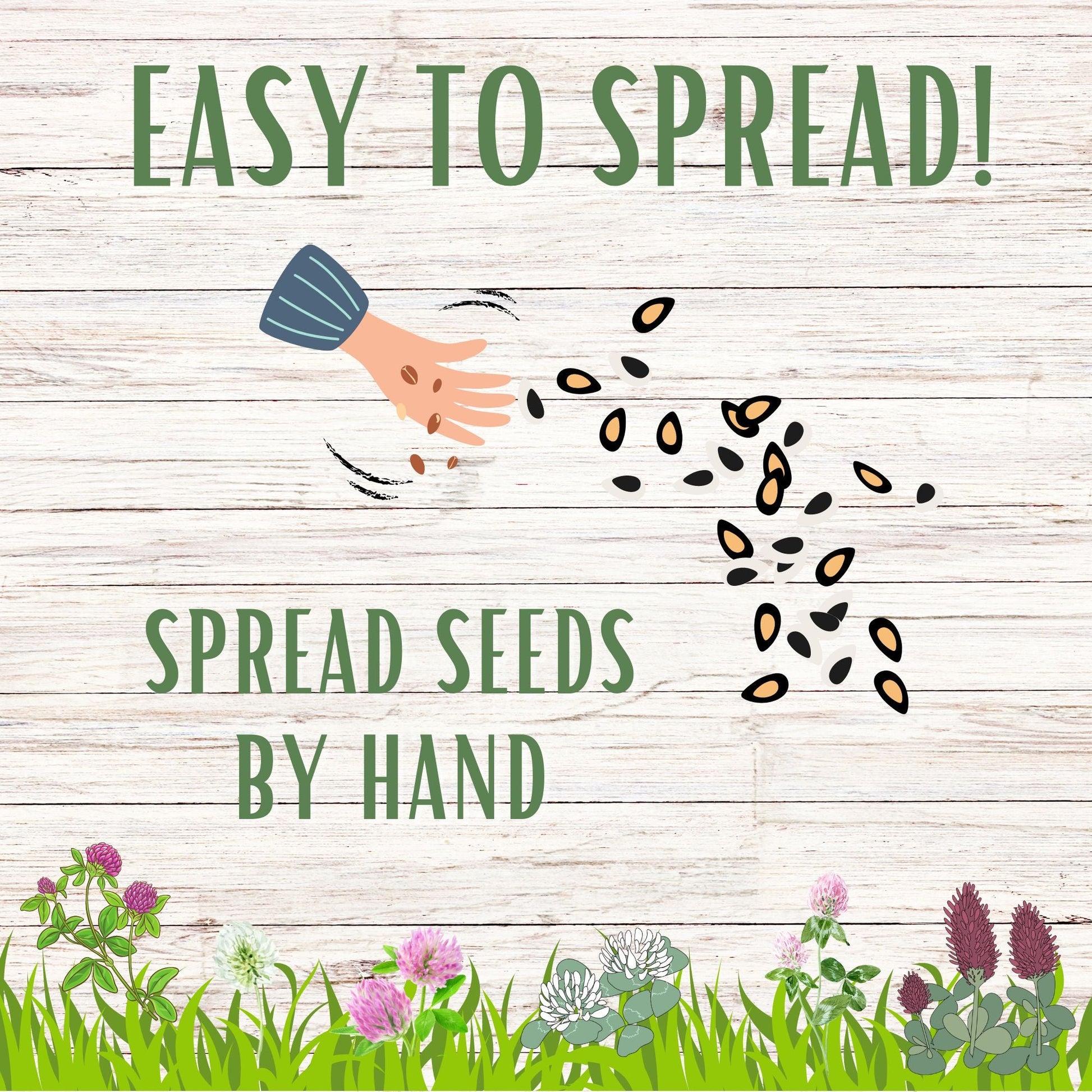 Tri-Color Clover Seed Blend - Blessings Grow Meadows