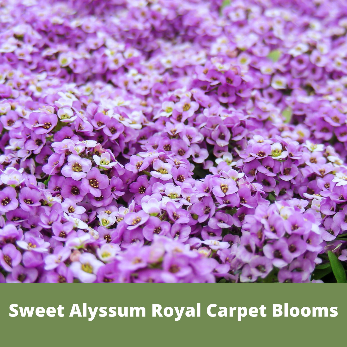 Sweet Alyssum Royal Carpet seeds from Flawn Seed Kits, compact seed pouch for lush, fragrant ground cover in a seed tape format.