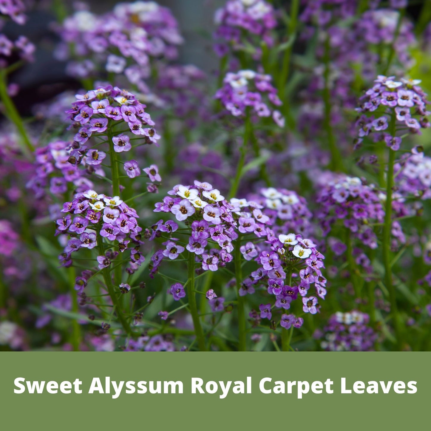 Sweet Alyssum Royal Carpet seeds from Flawn Seed Kits in seed tape pouch, ideal for lush ground cover or border planting.