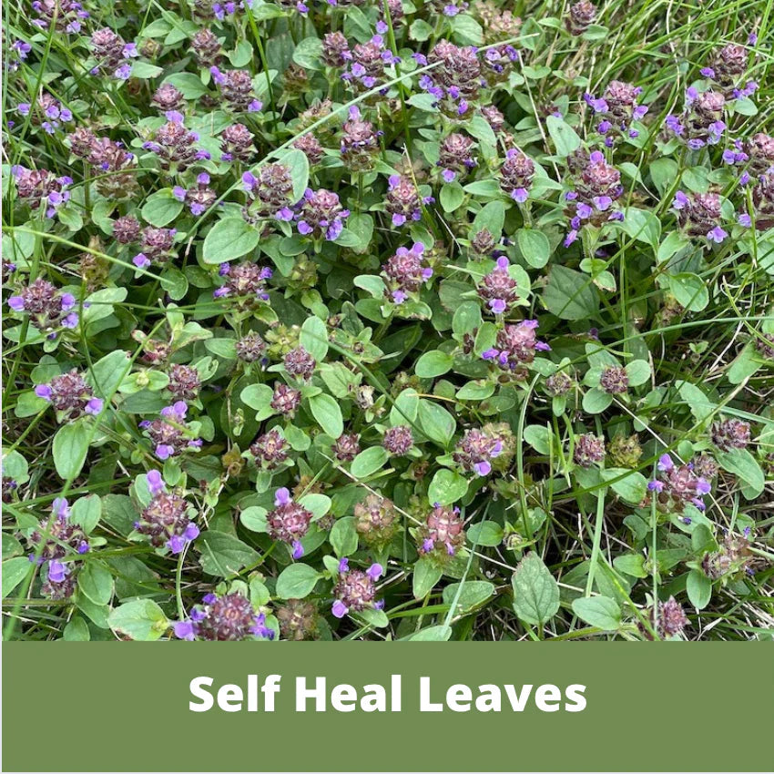 Self-Heal Seed Pouch - Blessings Grow Meadows