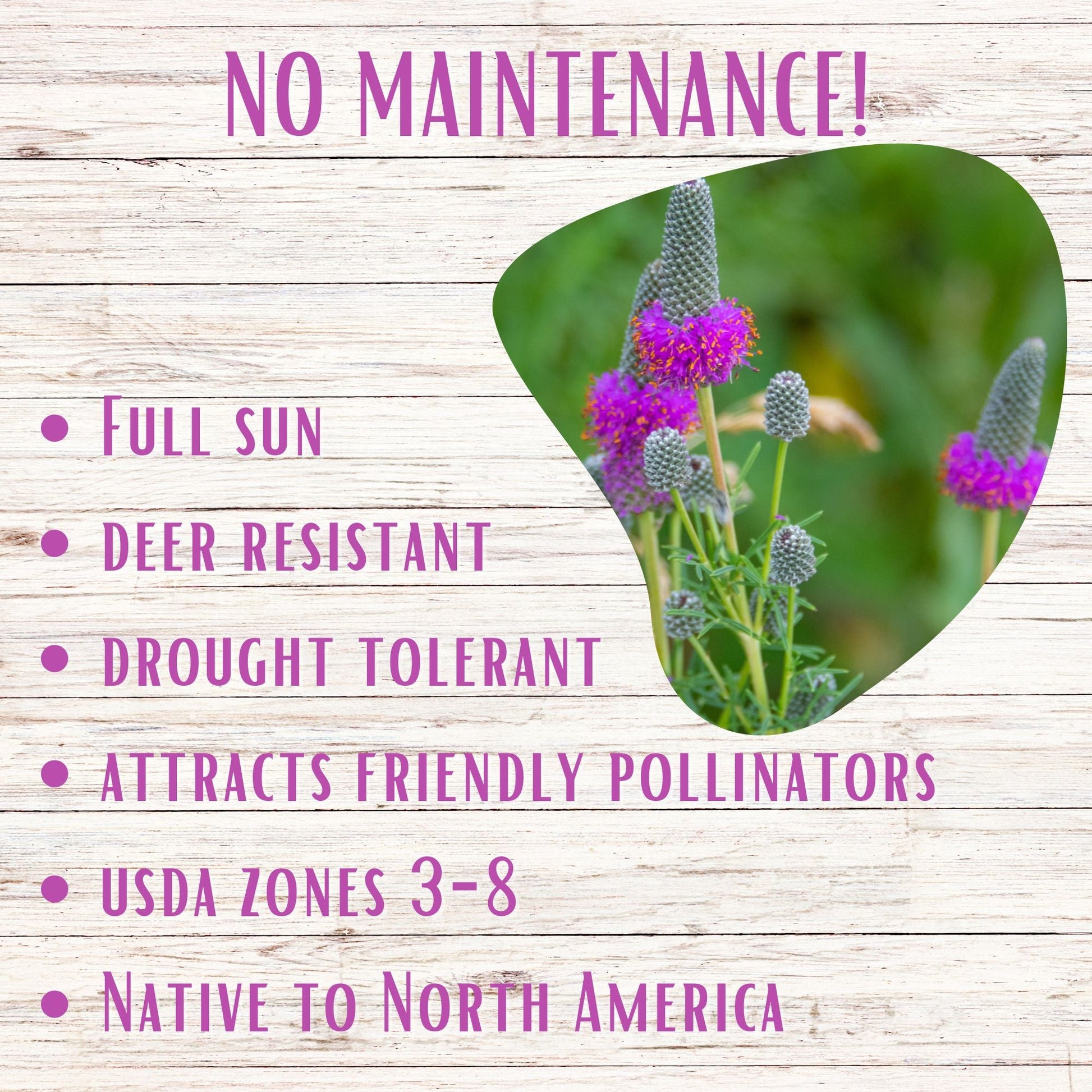 Purple Prairie Clover Seed - Blessings Grow Meadows