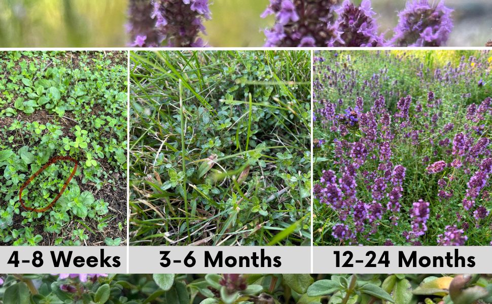 Creeping Thyme Eco-Friendly Seeding Kit - Blessings Grow Meadows