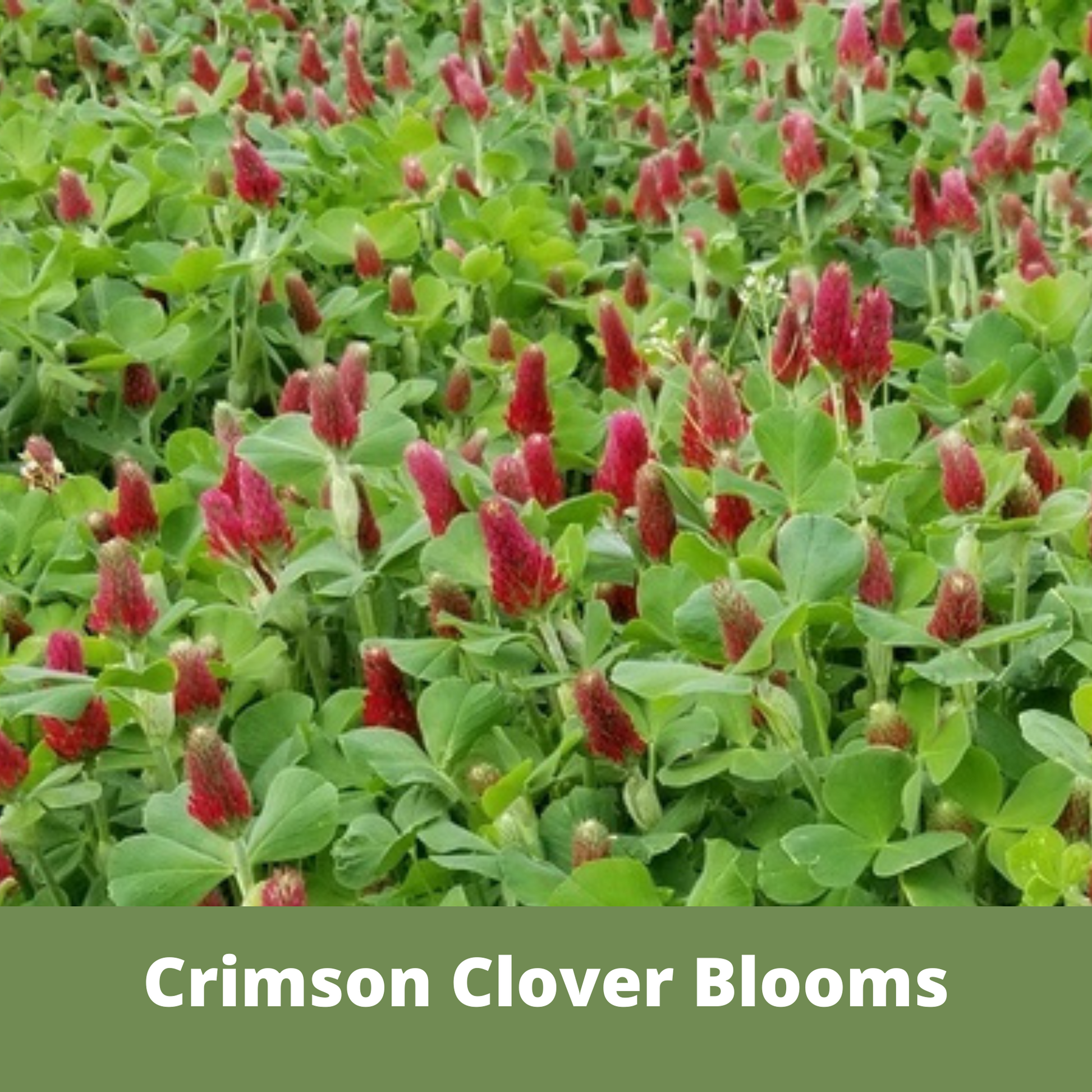 Crimson Clover + Mow Less Grass Seed - Blessings Grow Meadows