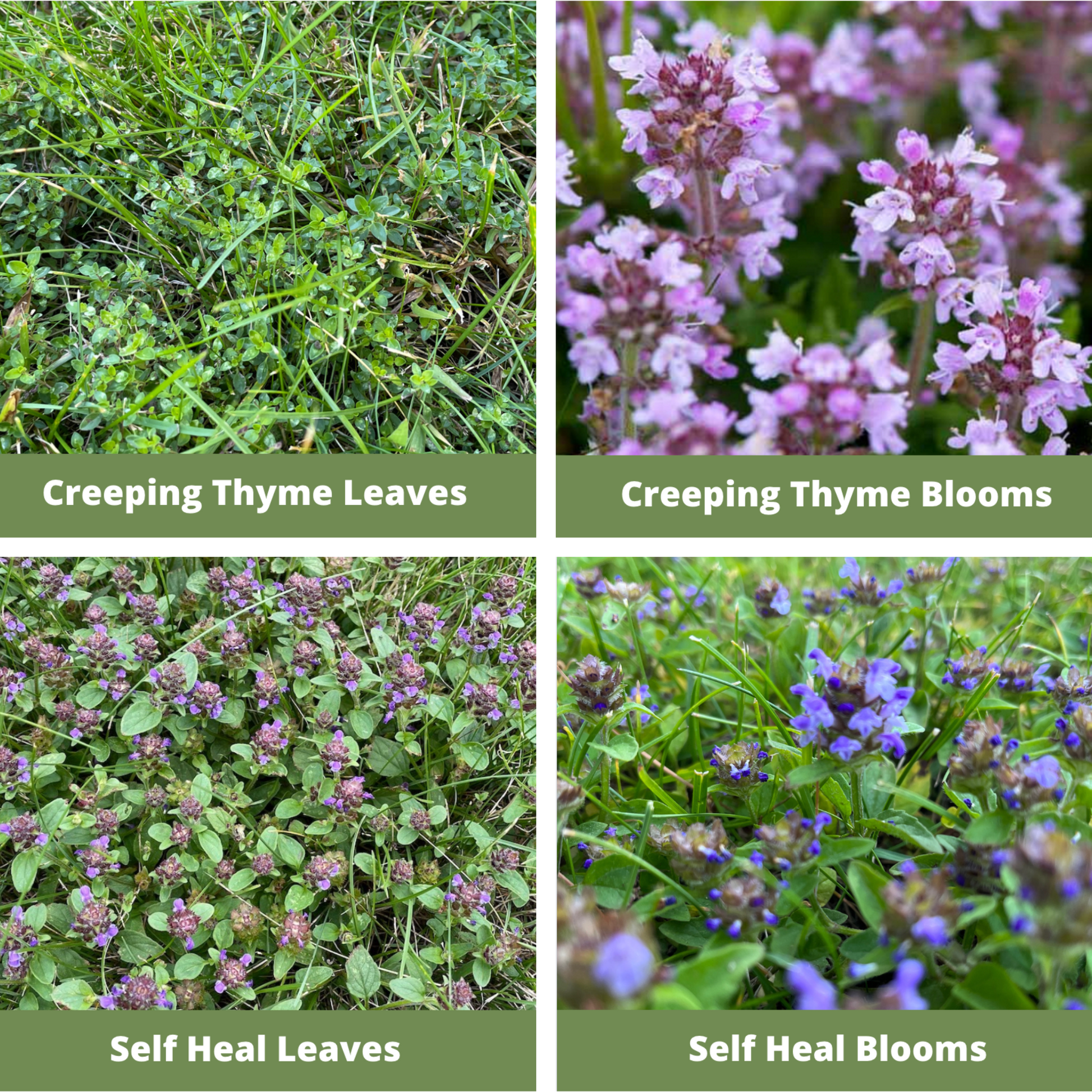 Easy Grow Micro Bee Lawn Eco-Friendly Kit - Blessings Grow Meadows