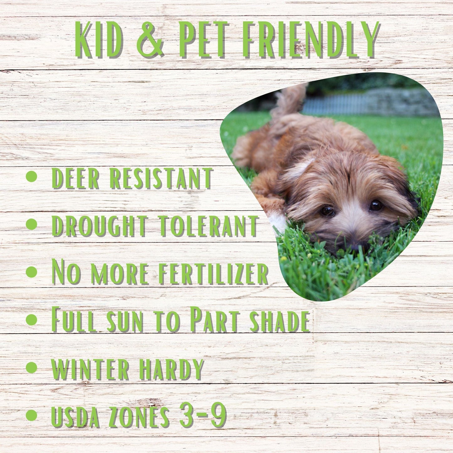 Micro Clover Bee Lawn Seed Mixture - Easy Spread Shaker - Blessings Grow Meadows