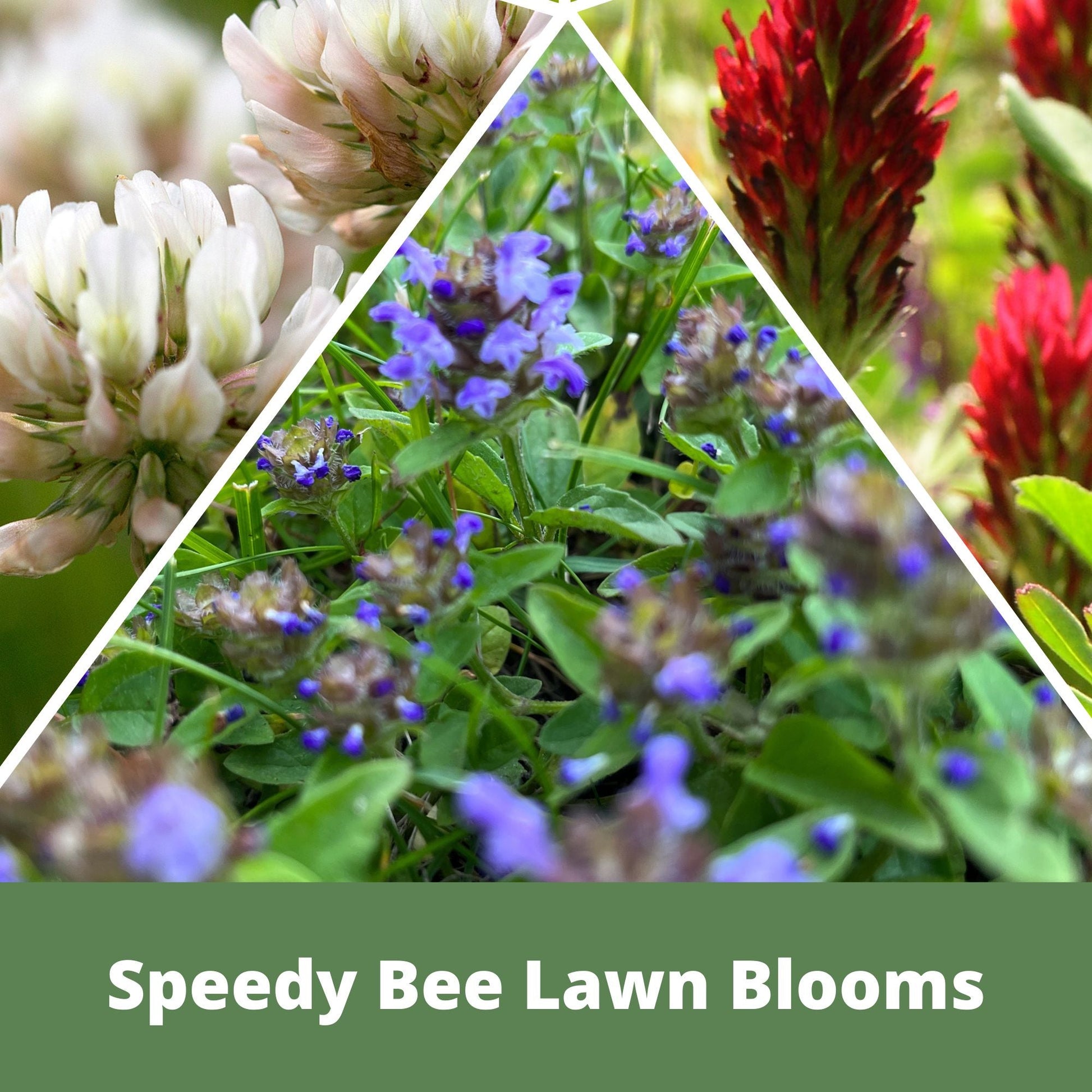 Speedy Bee Lawn Eco-Spread Carton - Blessings Grow Meadows