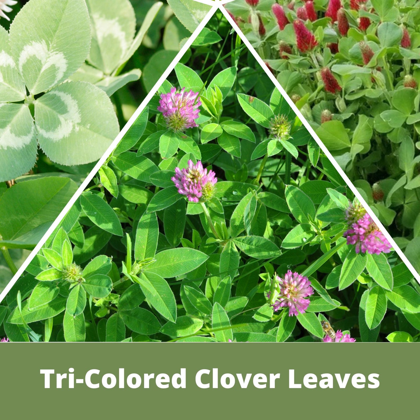 Tri-Color Clover Seed Easy Spread Shaker - Blessings Grow Meadows