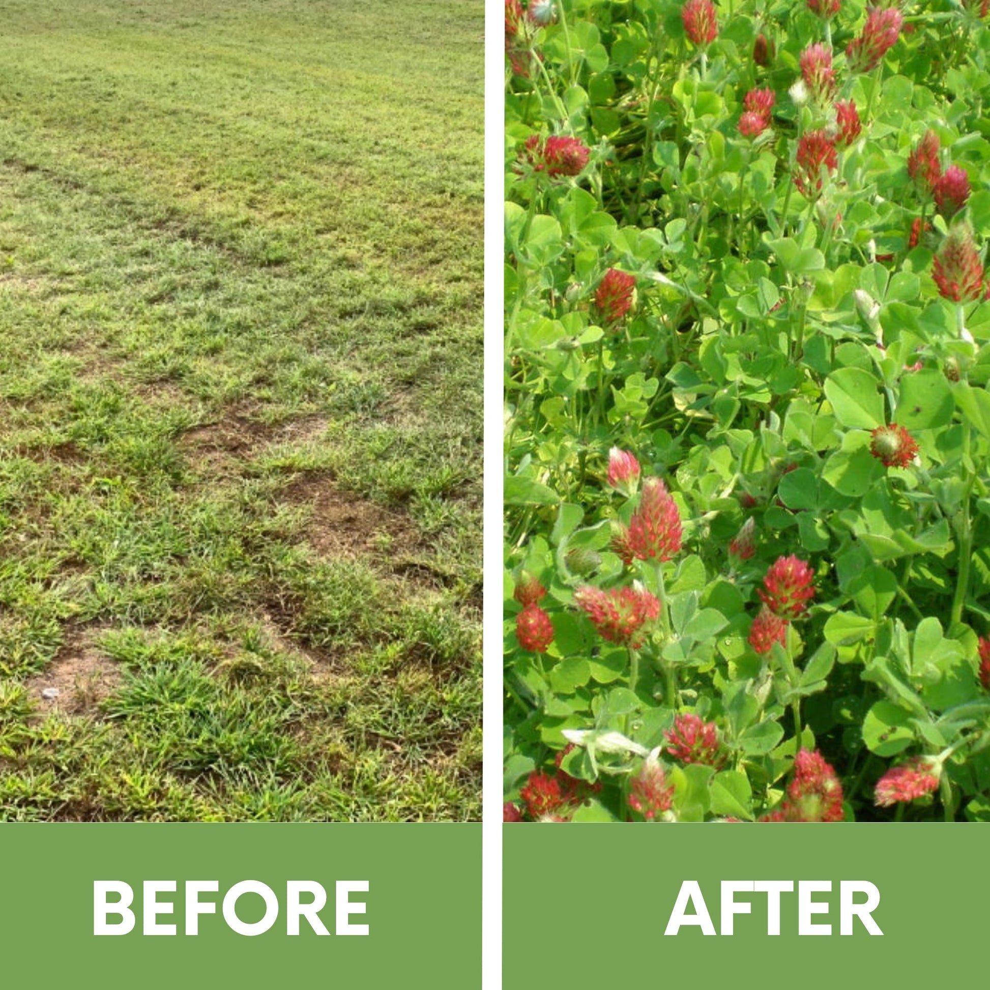 Crimson Clover Easy Spread Shaker - Blessings Grow Meadows