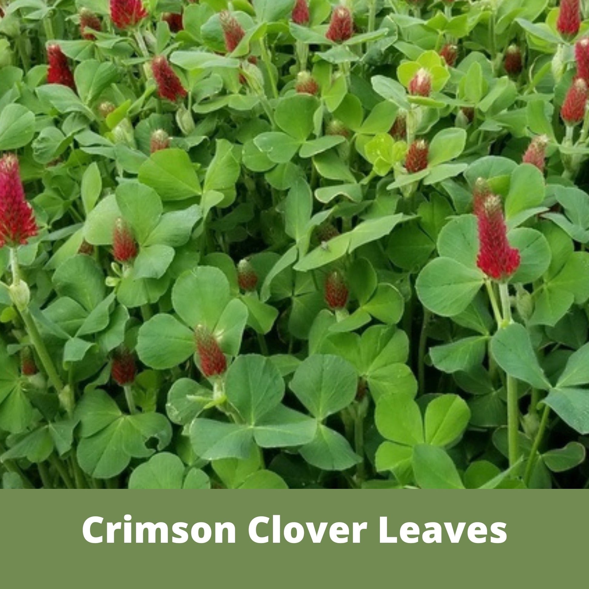 Crimson Clover Easy Spread Shaker - Blessings Grow Meadows