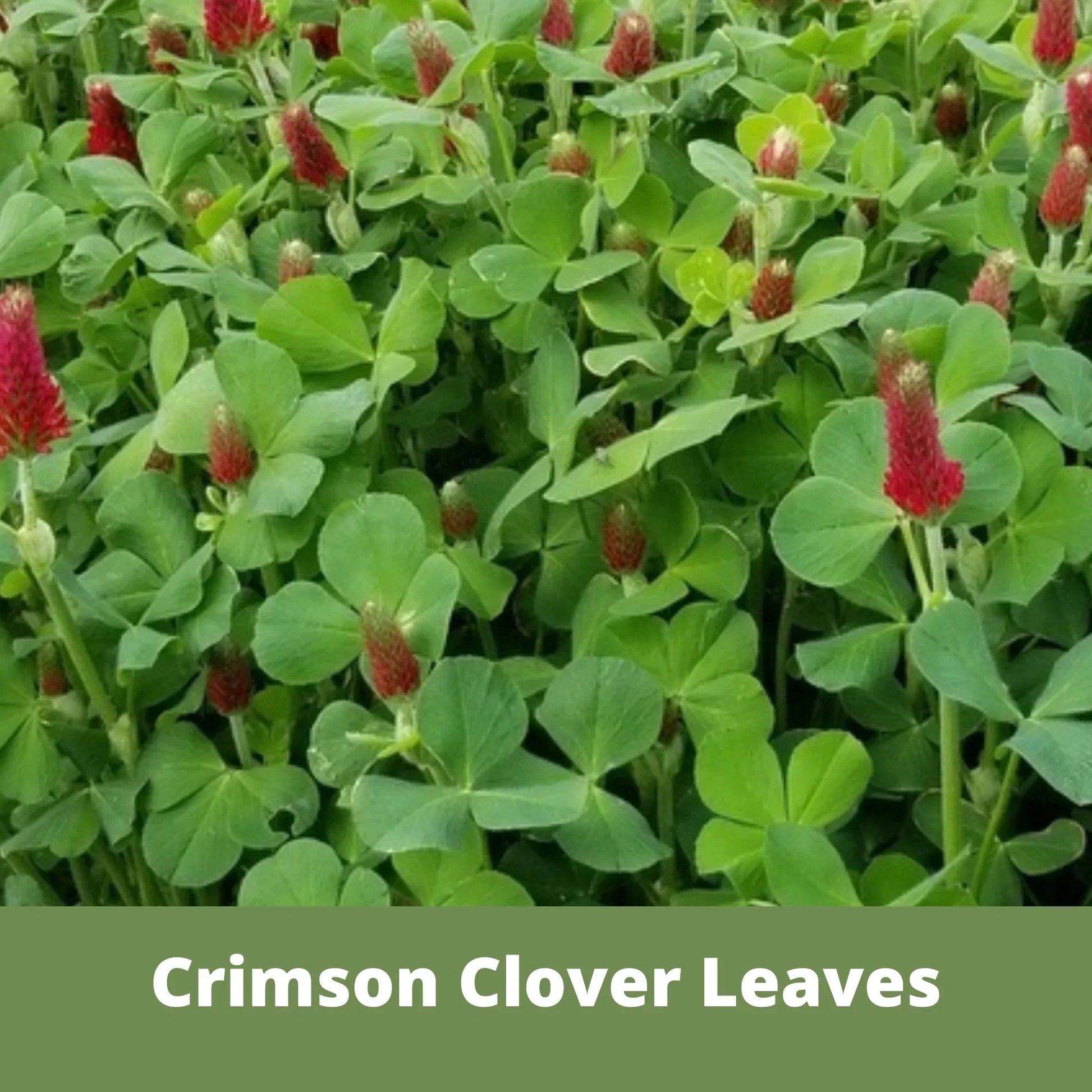Crimson Clover Seed - Blessings Grow Meadows