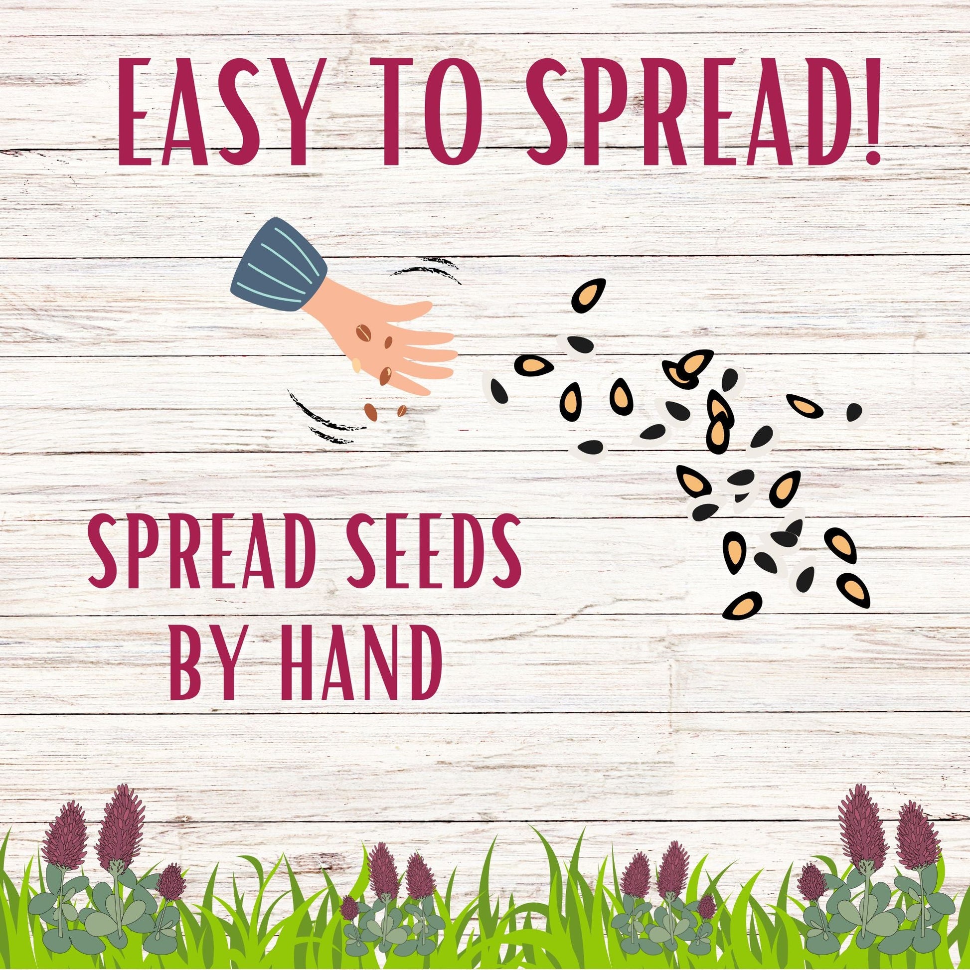 Crimson Clover Seed - Blessings Grow Meadows