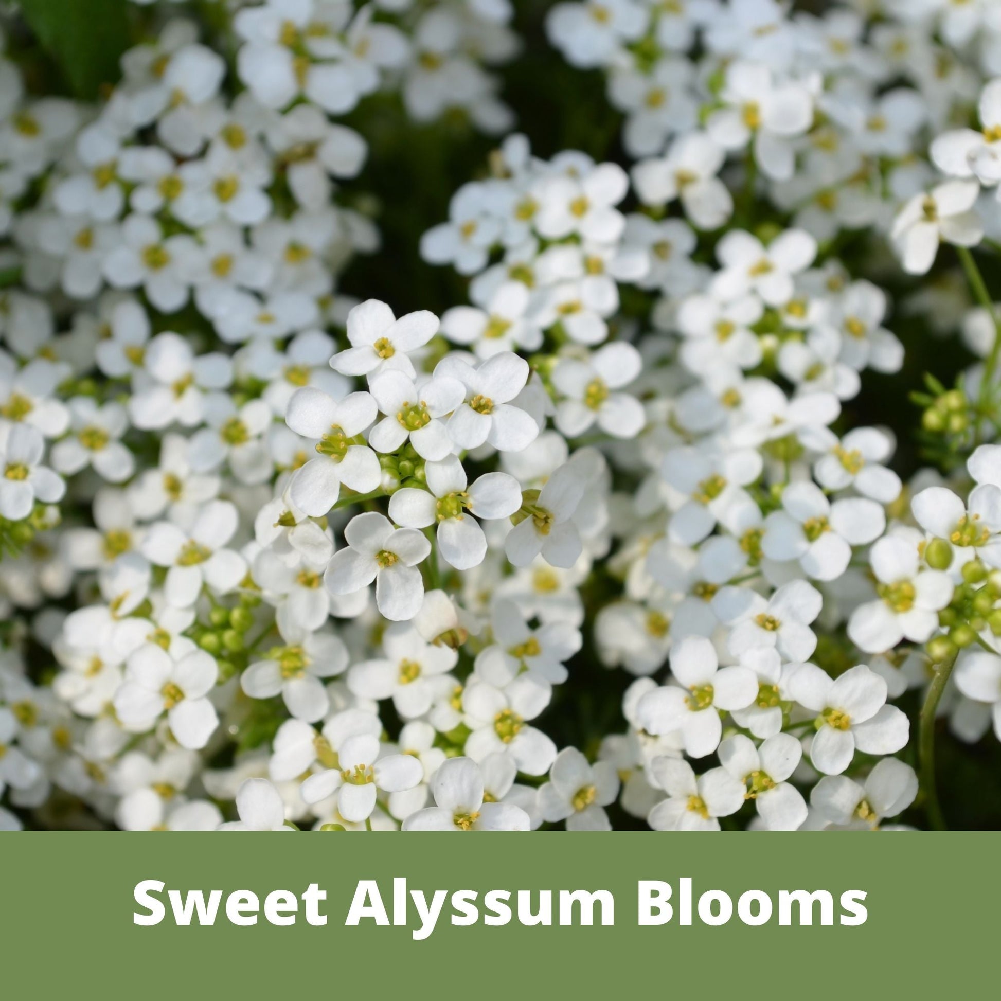 Sweet Alyssum Carpet Of Snow Seed Pouch - Blessings Grow Meadows
