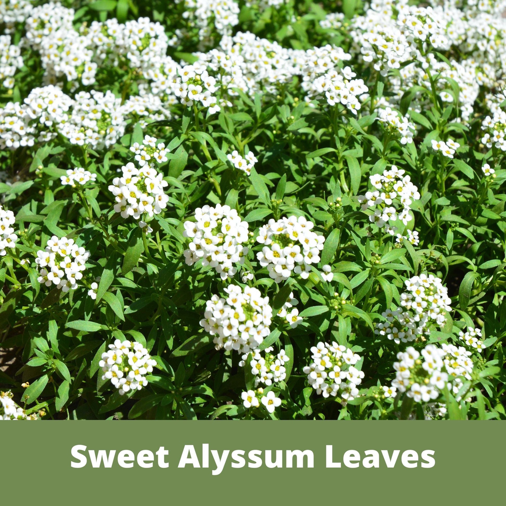 Sweet Alyssum Carpet Of Snow Seed Pouch - Blessings Grow Meadows