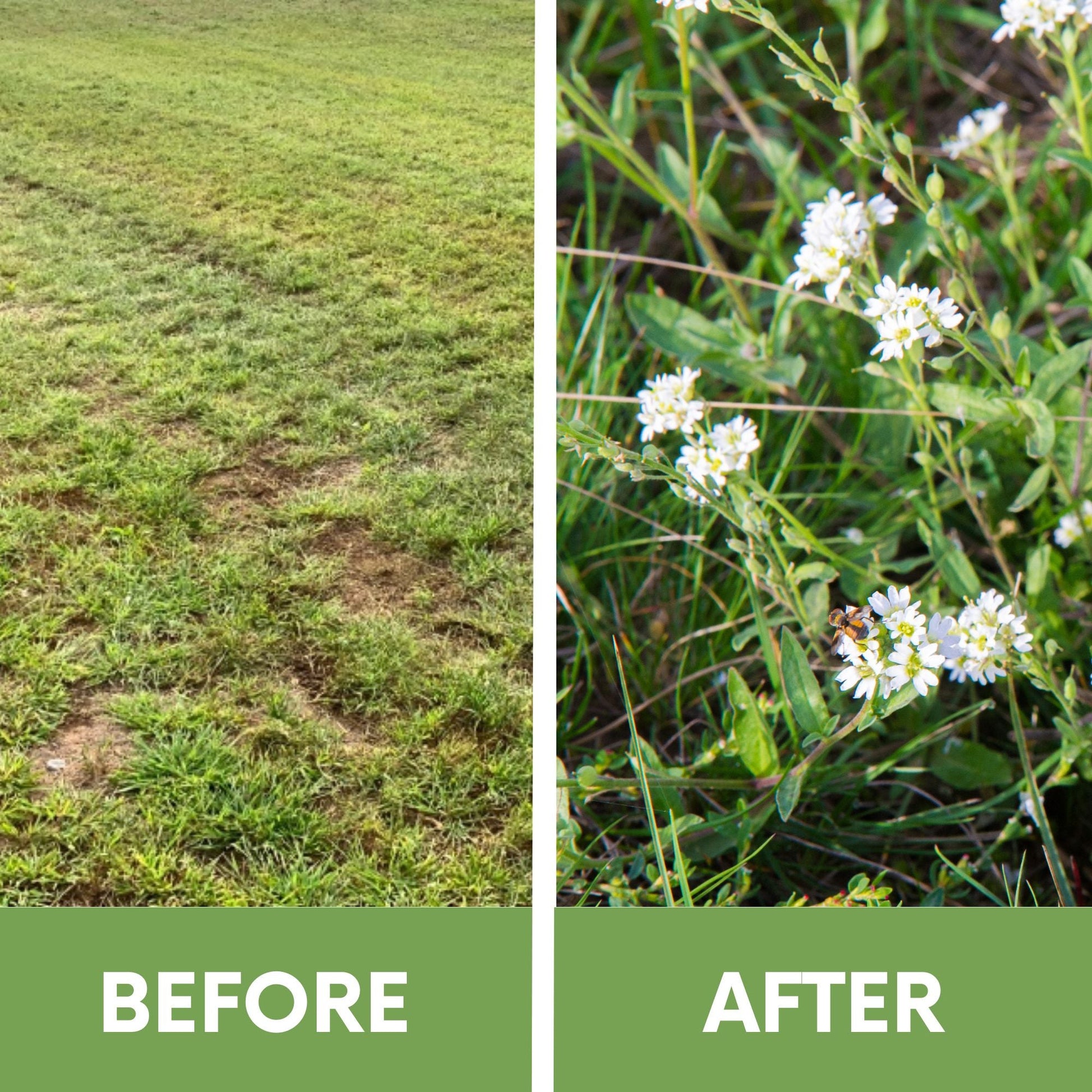 Sweet Alyssum Carpet Of Snow Seed Pouch - Blessings Grow Meadows