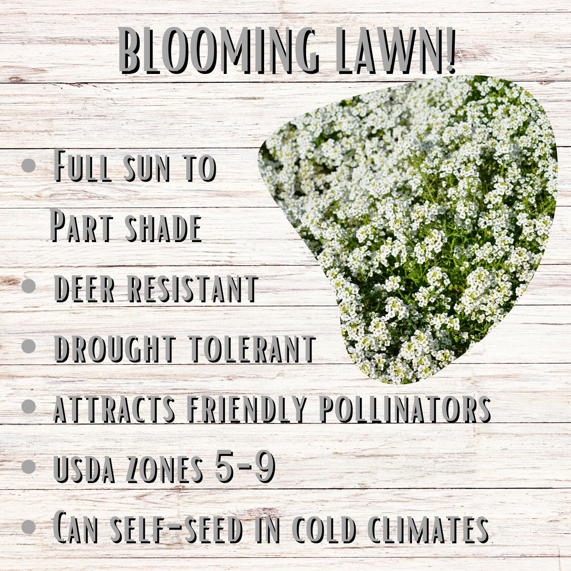 Sweet Alyssum Carpet Of Snow Seed Pouch - Blessings Grow Meadows