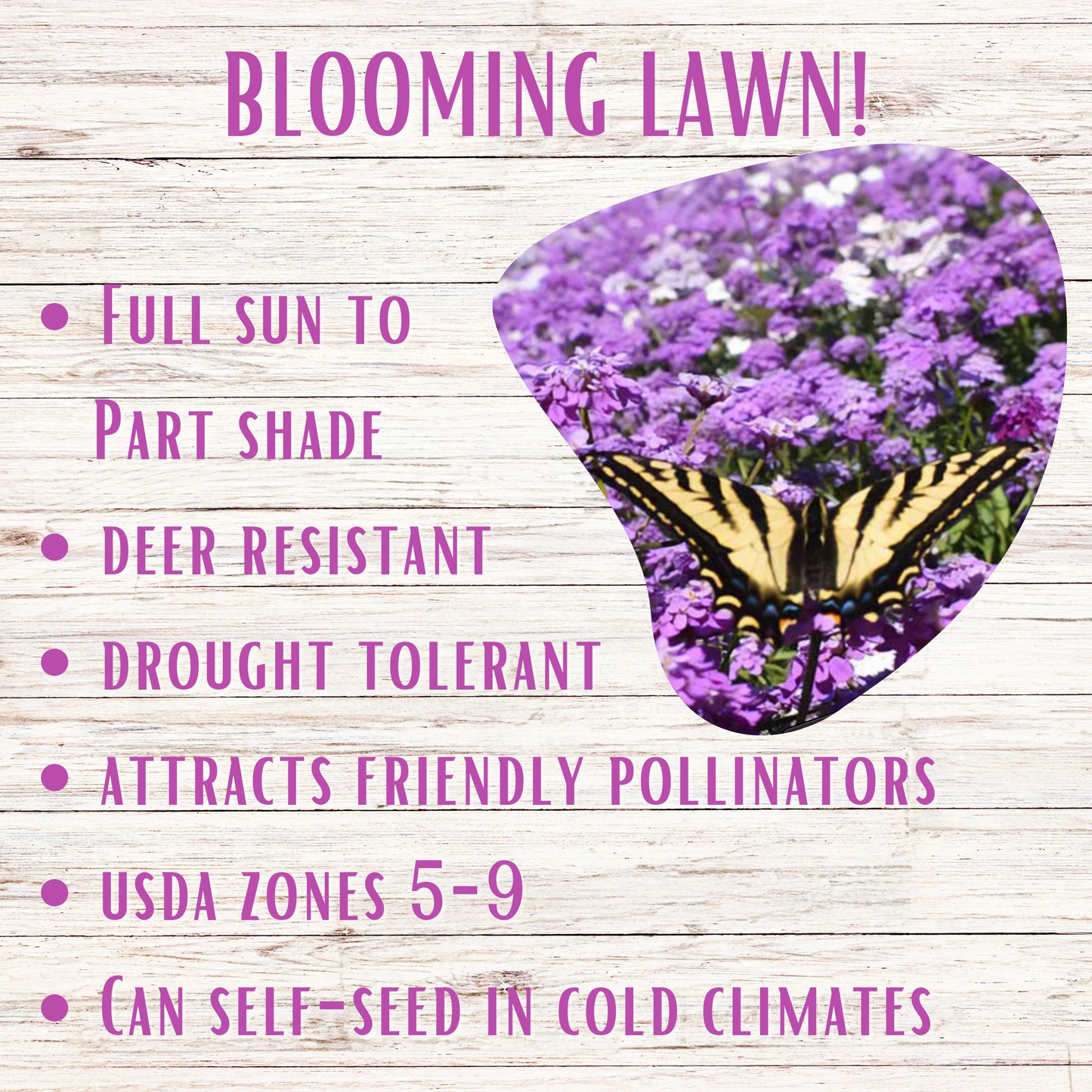 Sweet Alyssum Royal Carpet Seed Pouch - Blessings Grow Meadows