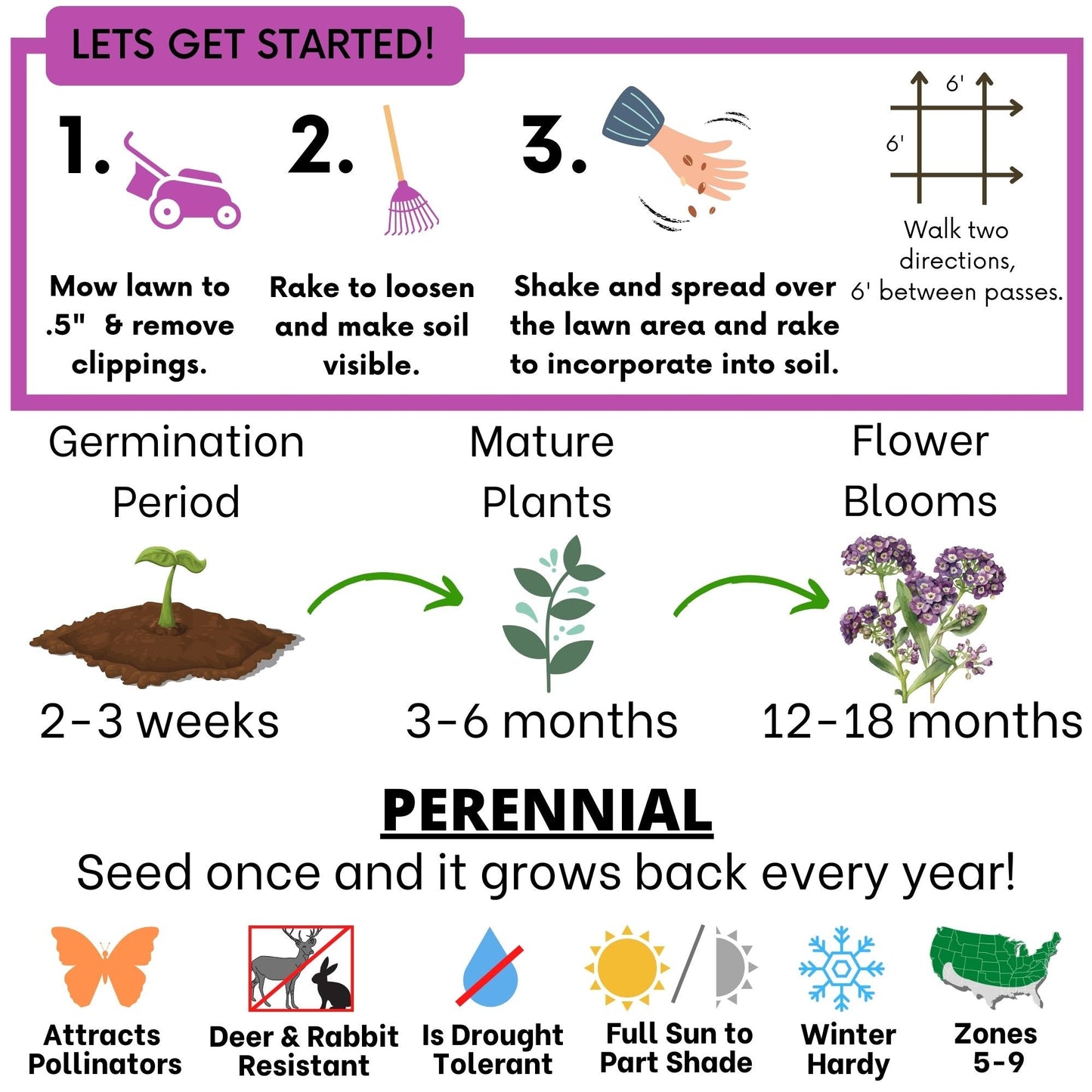 Sweet Alyssum Royal Carpet Seed Pouch - Blessings Grow Meadows