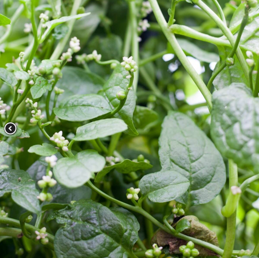 Green Malabar Spinach plant from Florida Plants Nursery, lush leafy vegetable with vibrant green foliage for garden or kitchen use.