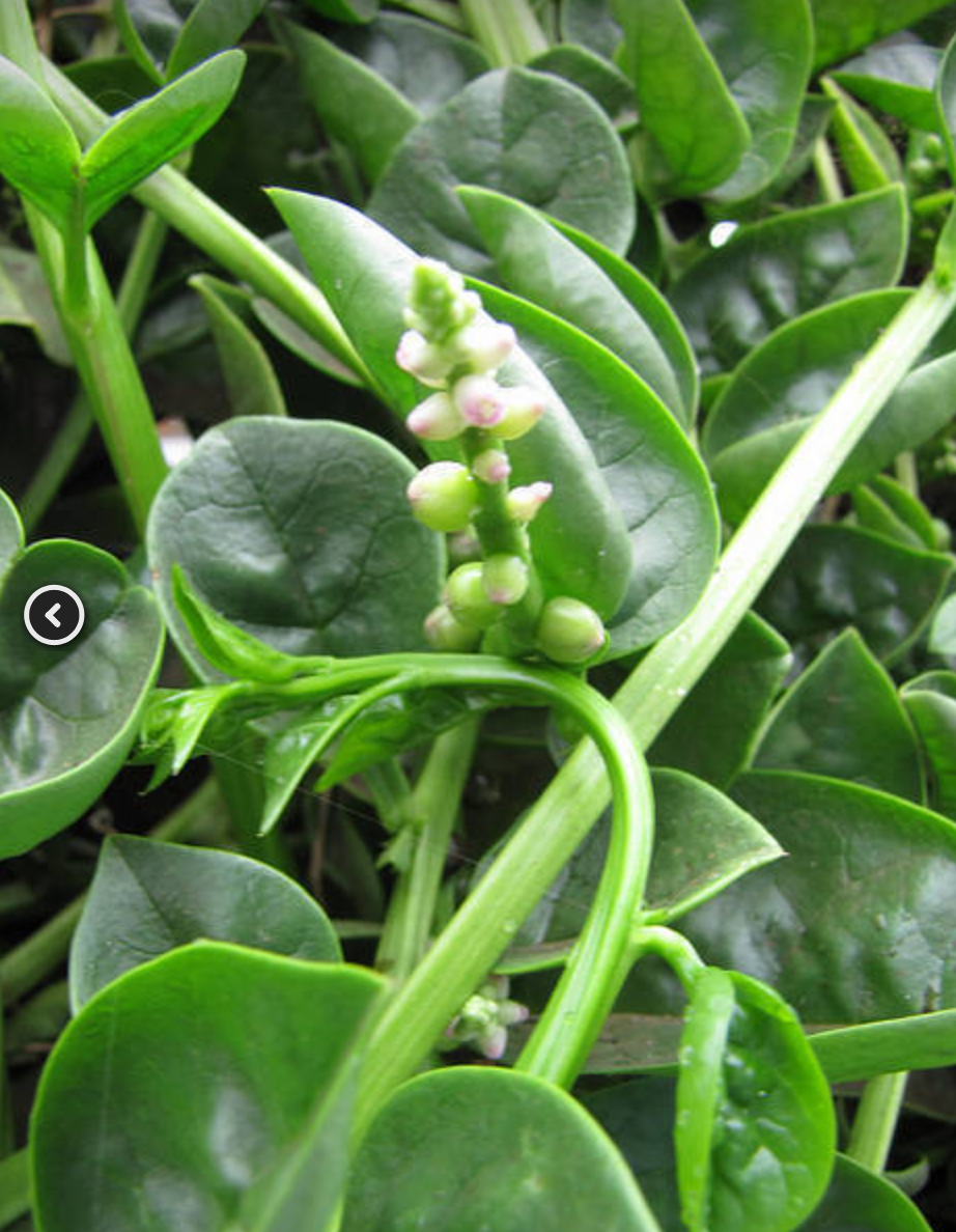 Green Malabar Spinach plant from Florida Plants Nursery with lush green leaves on a healthy stem.