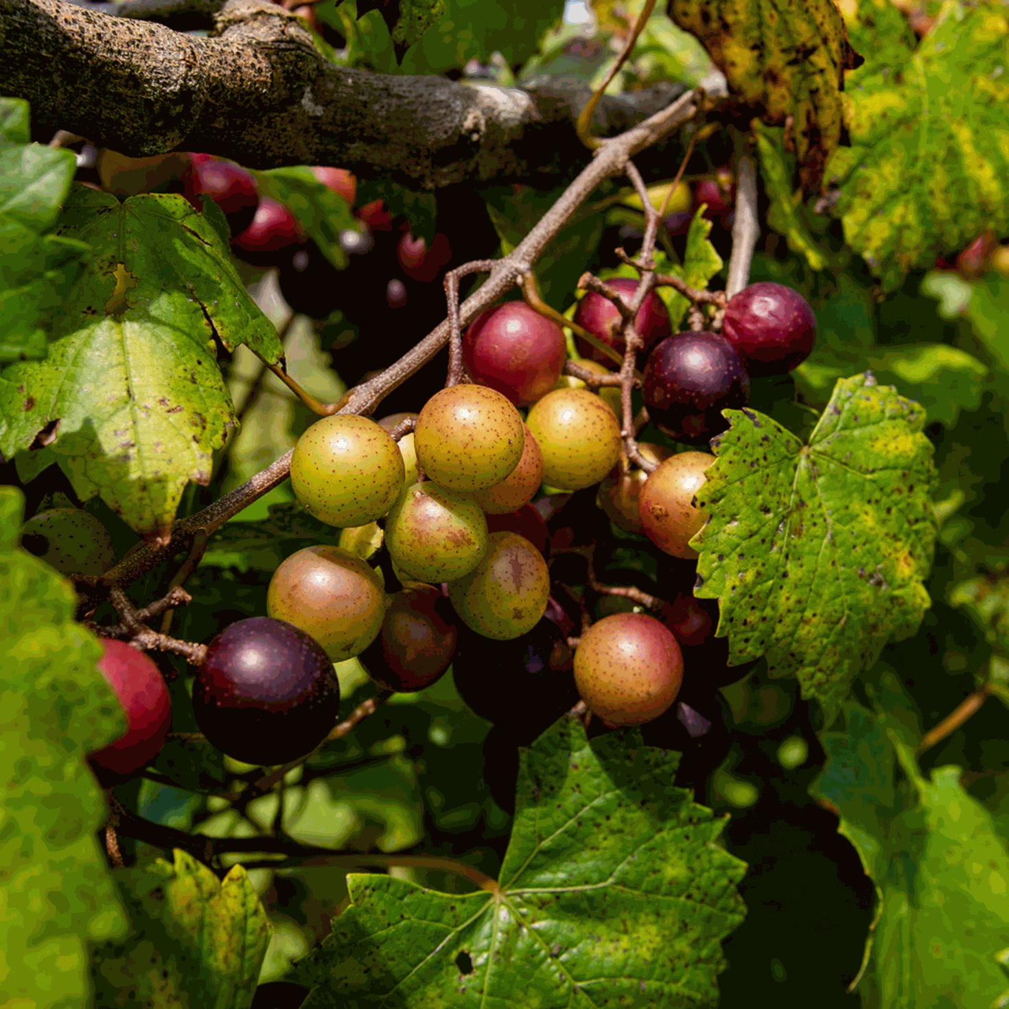 Hardy Grape Vine 'Southern Home' from Florida Plants Nursery, showing lush green leaves and healthy vine growth.