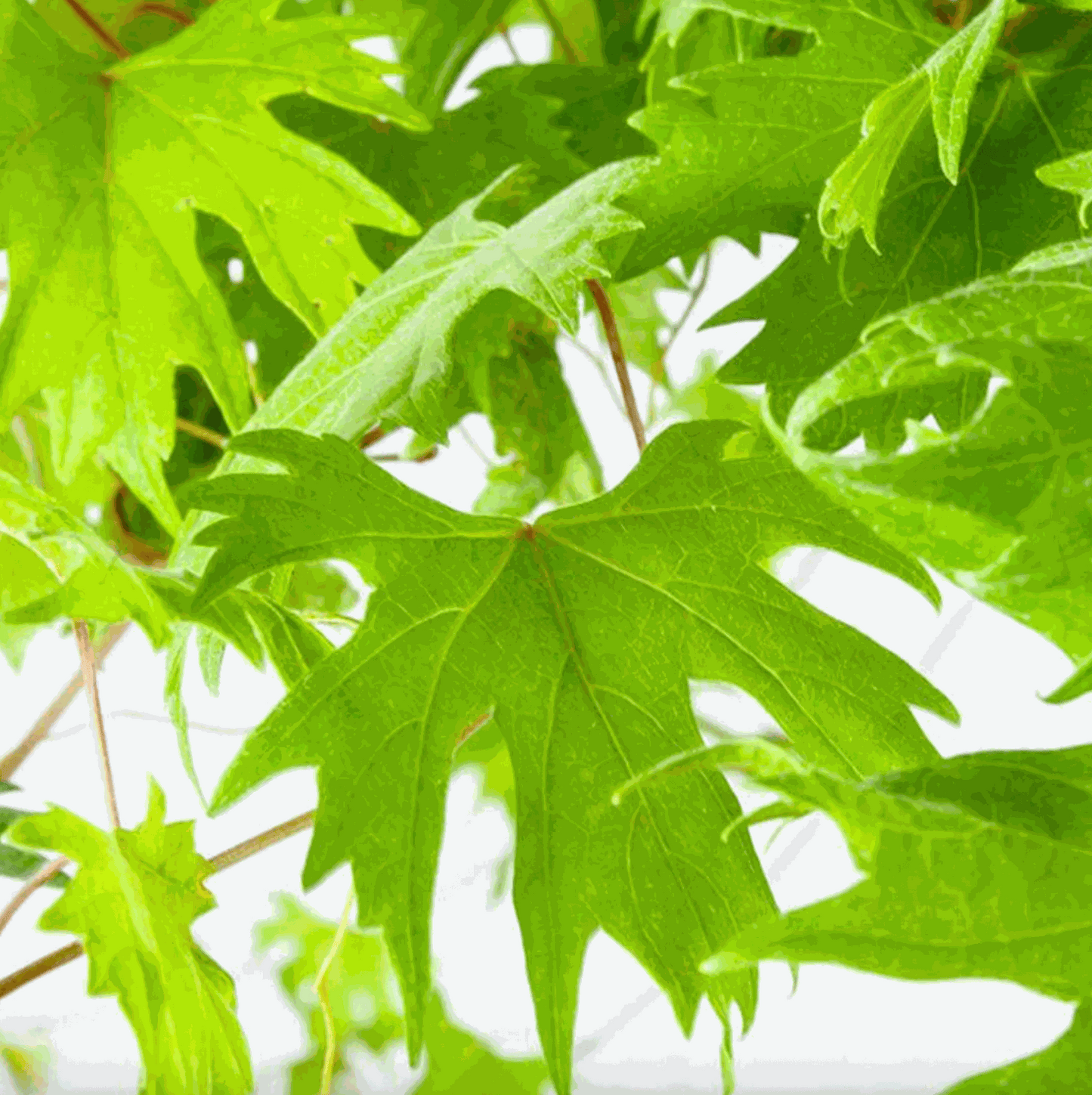 Hardy Grape Vine 'Southern Home' by Florida Plants Nursery, showing lush green leaves and vine growth.