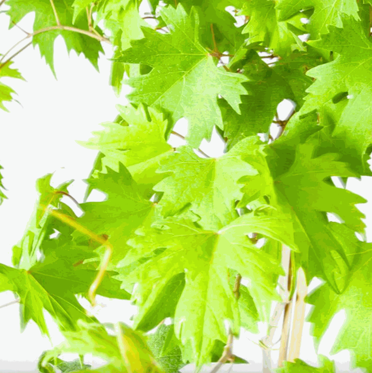 Hardy Grape Vine 'Southern Home' by Florida Plants Nursery, showing lush green vine growing on a trellis in a garden setting.