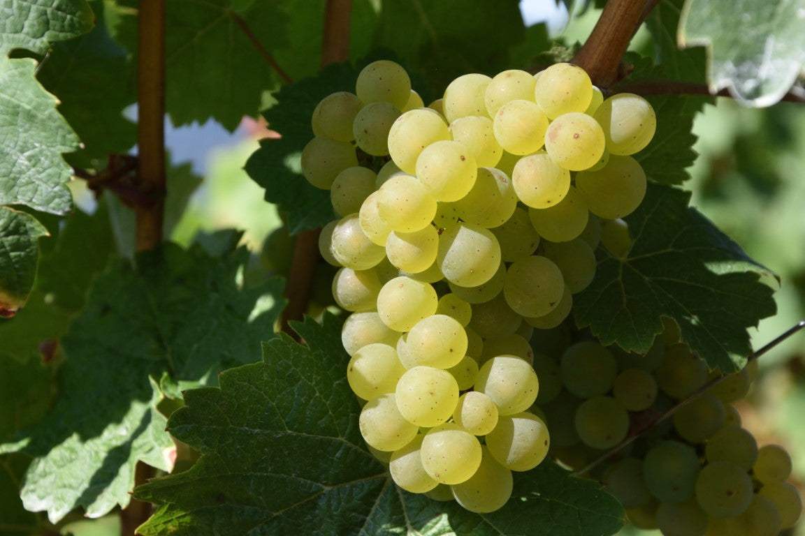 Healthy Hardy Grape Vine 'Traminette' from Florida Plants Nursery, showcasing lush green leaves and sturdy vine structure.