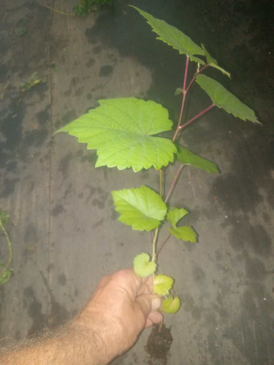 Healthy Hardy Grape Vine 'Traminette' growing on a trellis, with lush green leaves, from Florida Plants Nursery.