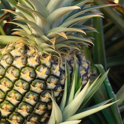 Healthy Florida Special Pineapple starter plant from Florida Plants Nursery, with green leaves and compact growth.