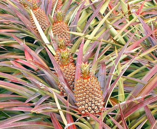Florida Special Pineapple starter plant from Florida Plants Nursery, healthy green pineapple plant with spiky leaves.