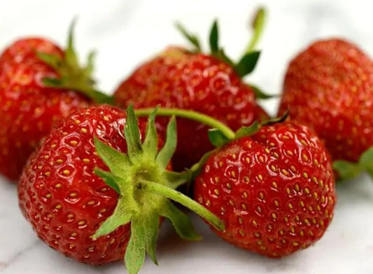 Old North Sea Strawberry plant by Florida Plants Nursery, featuring lush green leaves and ripe strawberries.