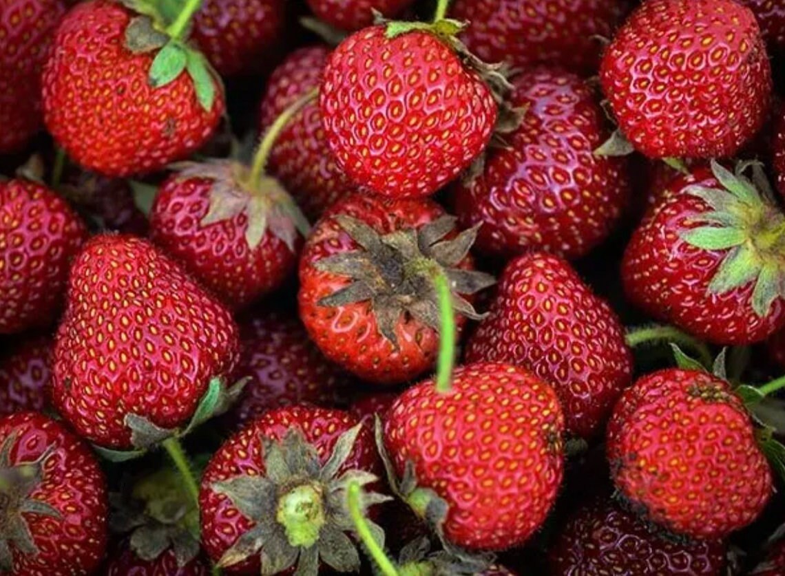 Old North Sea Strawberry plant from Florida Plants Nursery with lush green leaves and healthy growth.