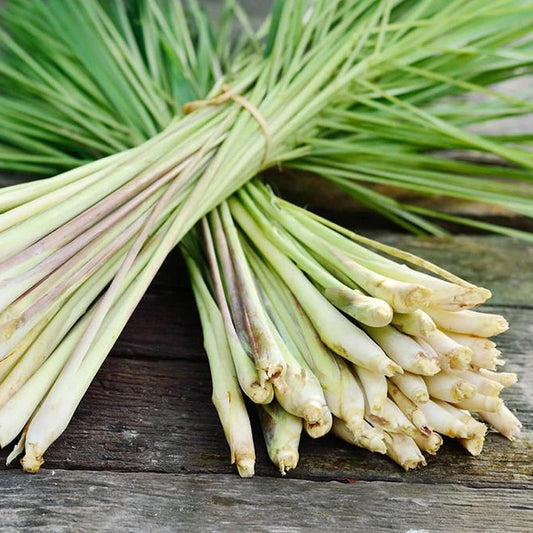 Lemon Grass plant from Florida Plants Nursery, tall green herb with slender leaves, ideal for cooking and landscaping.
