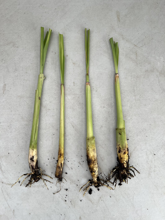Lemon grass plant from Florida Plants Nursery with tall, green, leafy stalks suitable for culinary and ornamental use.