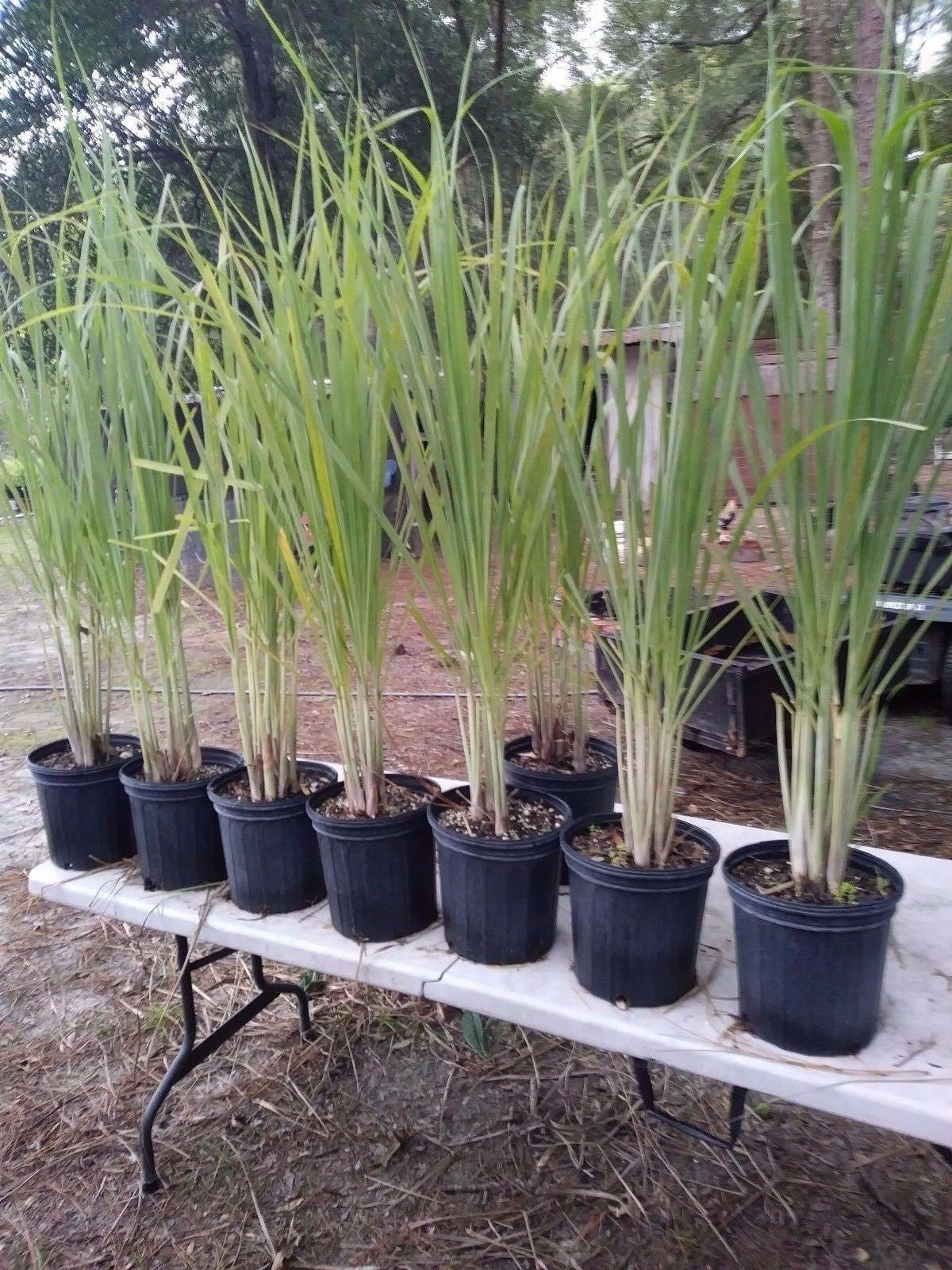 Lemon grass plant from Florida Plants Nursery with tall green slender leaves, fresh and vibrant in a garden setting.
