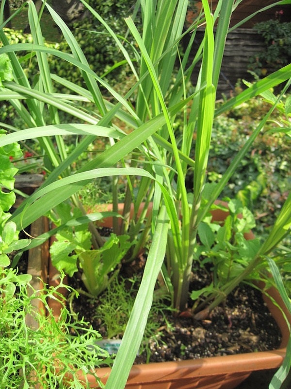Lemon Grass plant from Florida Plants Nursery showing tall, green, leafy herb with slender stems and vibrant foliage.