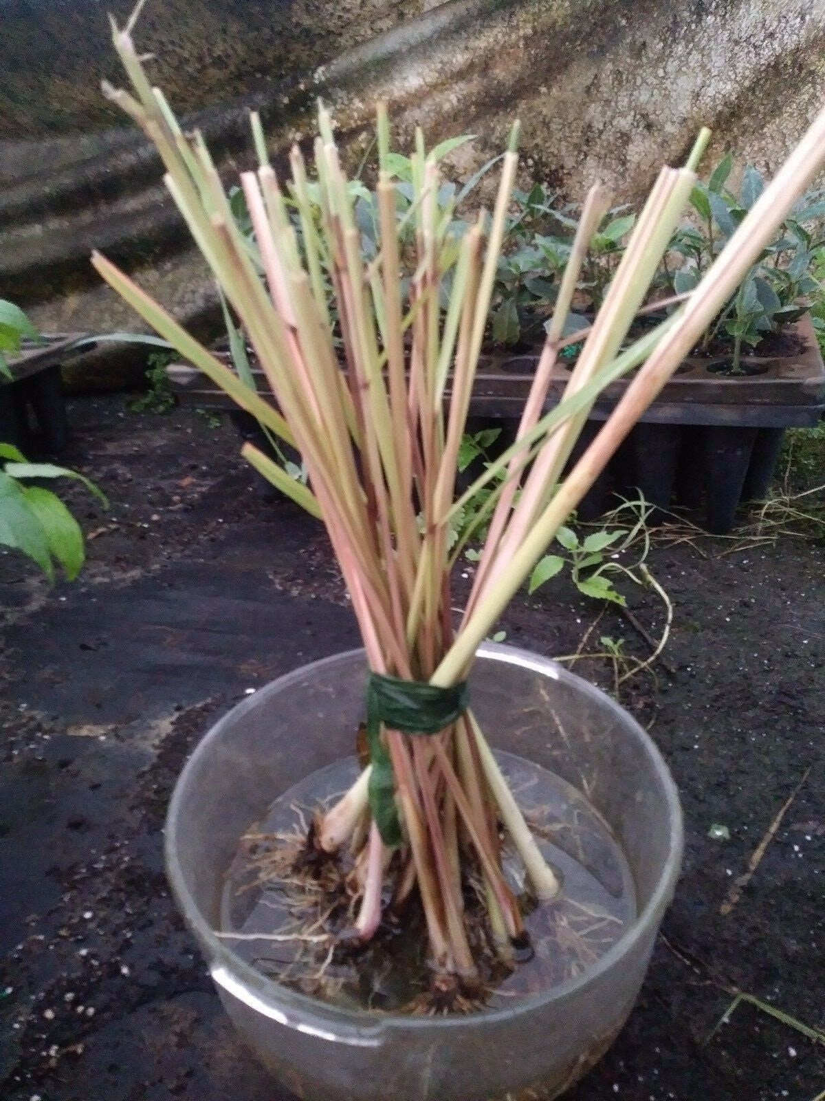 Lemon grass plant from Florida Plants Nursery, fresh green herb with tall, slender stalks and aromatic leaves.